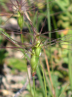 Aegilops geniculata