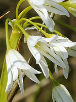 Allium triquetrum