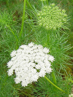 Ammi visnaga