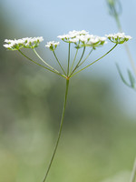 Ammoides pusilla