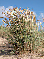 Ammophila arenaria