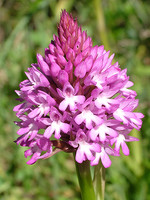 Anacamptis pyramidalis
