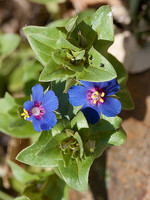 Anagallis arvensis-(1)