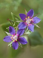 Anagallis foemina