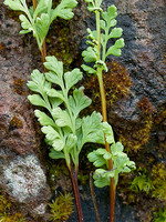 Anogramma leptophylla