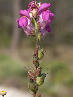 Antirrhinum cirrhigerum