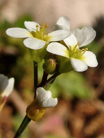 Arabidopsis thaliana
