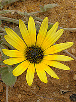 Arctotheca calendula