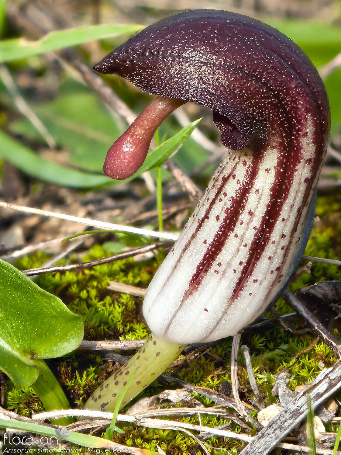 Arisarum simorrhinum