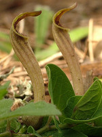 Aristolochia paucinervis