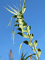 Arundo donax
