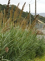 Arundo micrantha