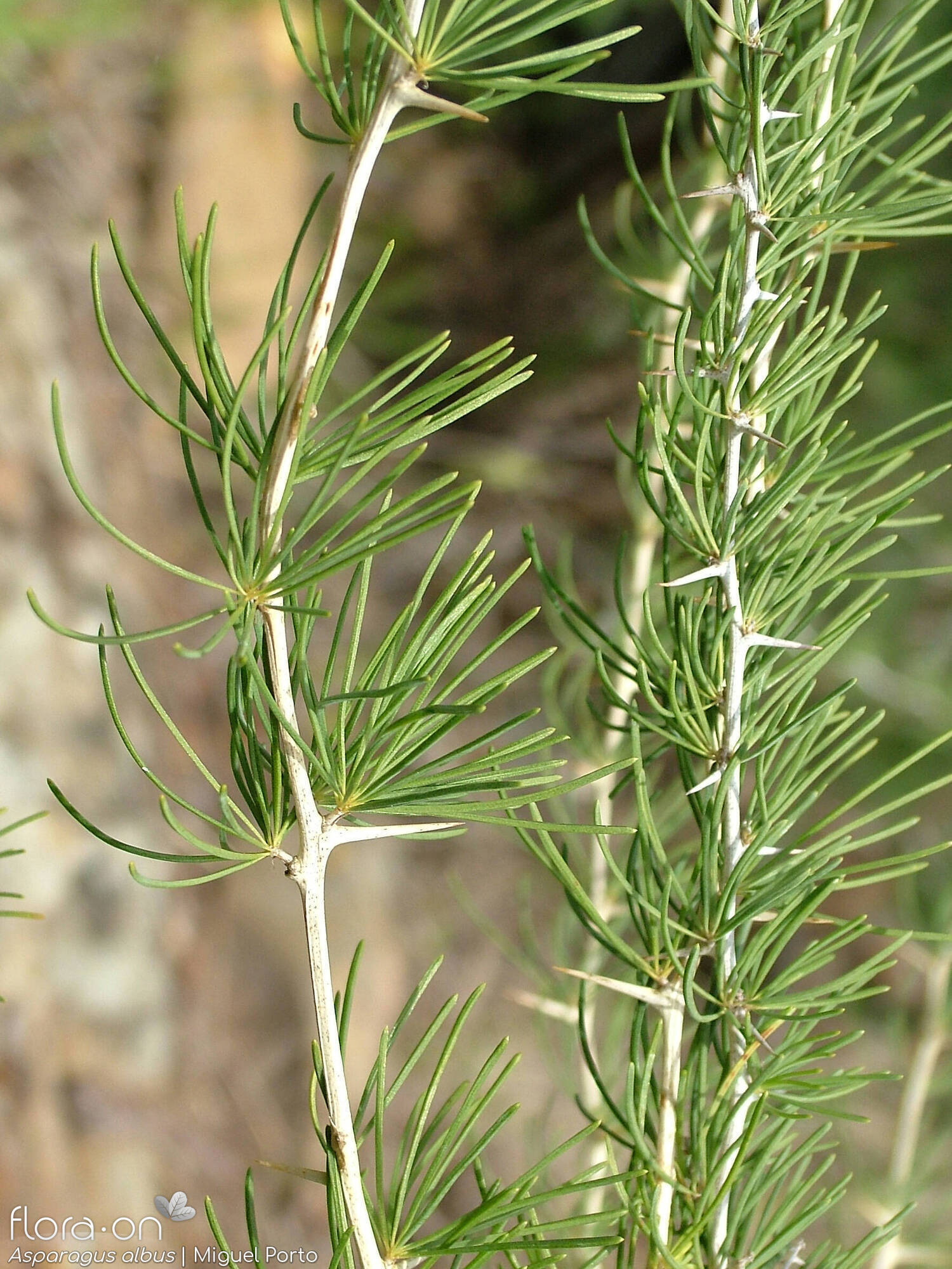 Asparagus albus