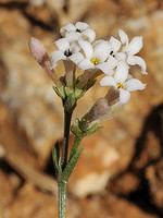 Asperula aristata