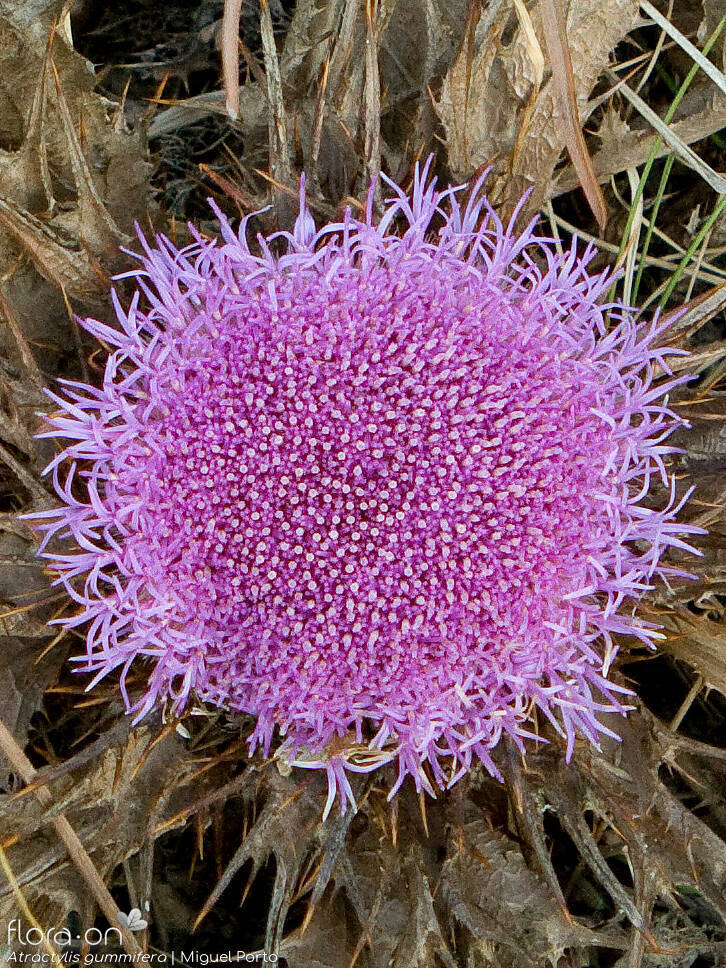Atractylis gummifera