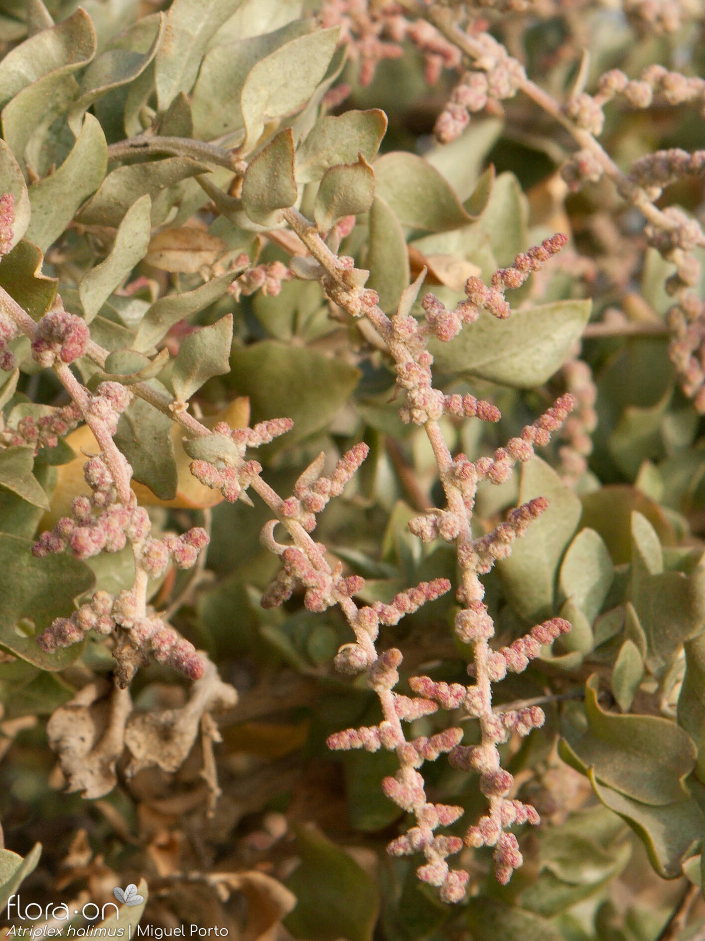 Atriplex halimus
