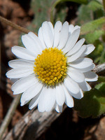 Bellis annua