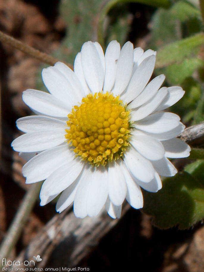 Bellis annua