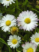 Bellis perennis