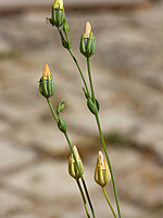 Blackstonia acuminata