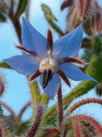 Borago officinalis