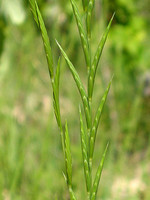 Brachypodium phoenicoides