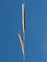 Brachypodium retusum