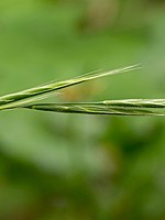 Brachypodium sylvaticum
