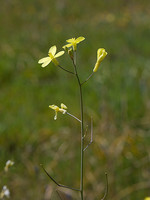 Brassica barrelieri