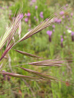 Bromus madritensis