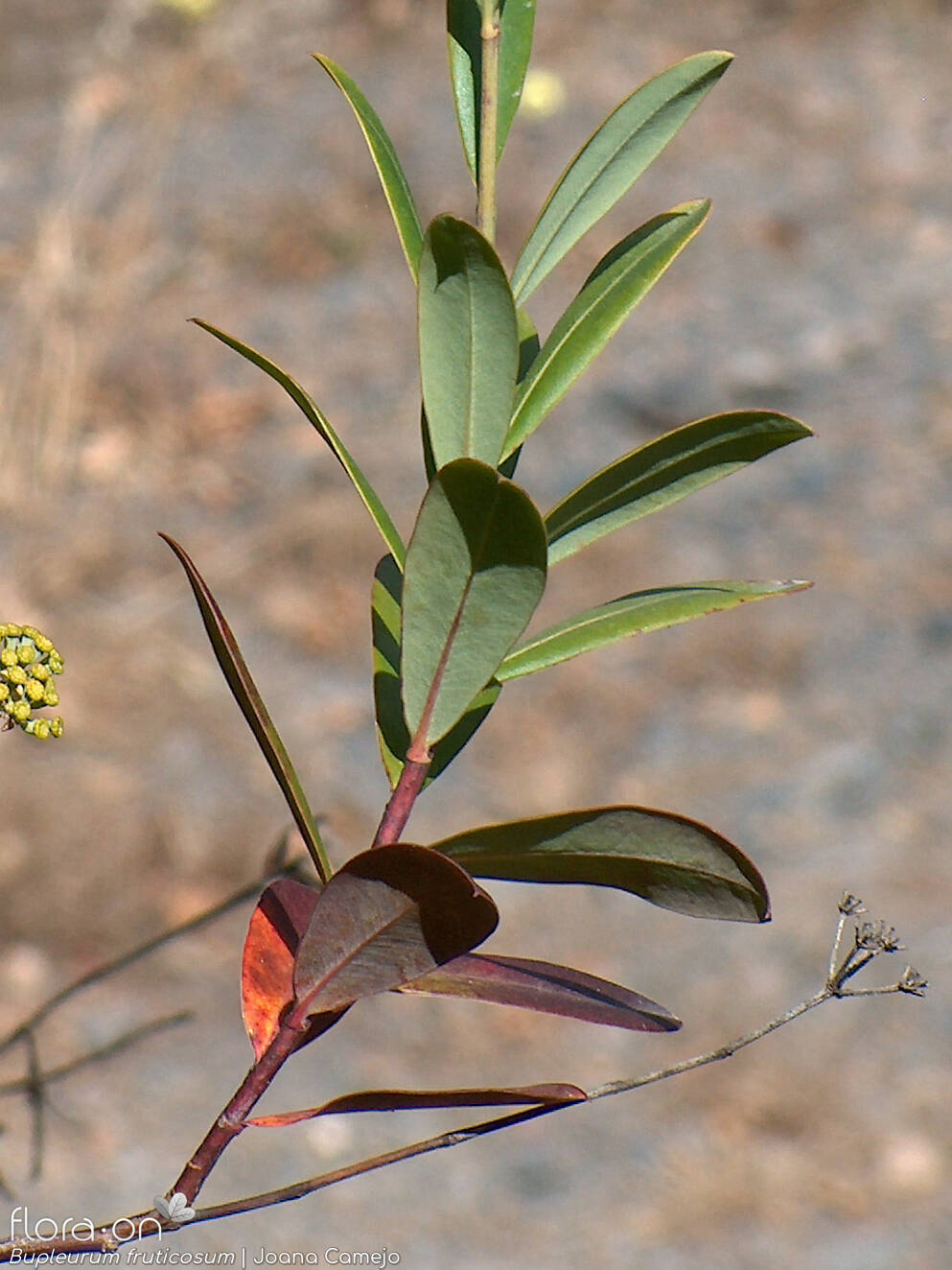 Bupleurum fruticosum - Folha | Joana Camejo; CC BY-NC 4.0
