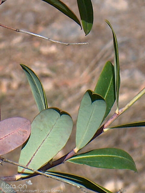 Bupleurum fruticosum - Folha | Joana Camejo; CC BY-NC 4.0