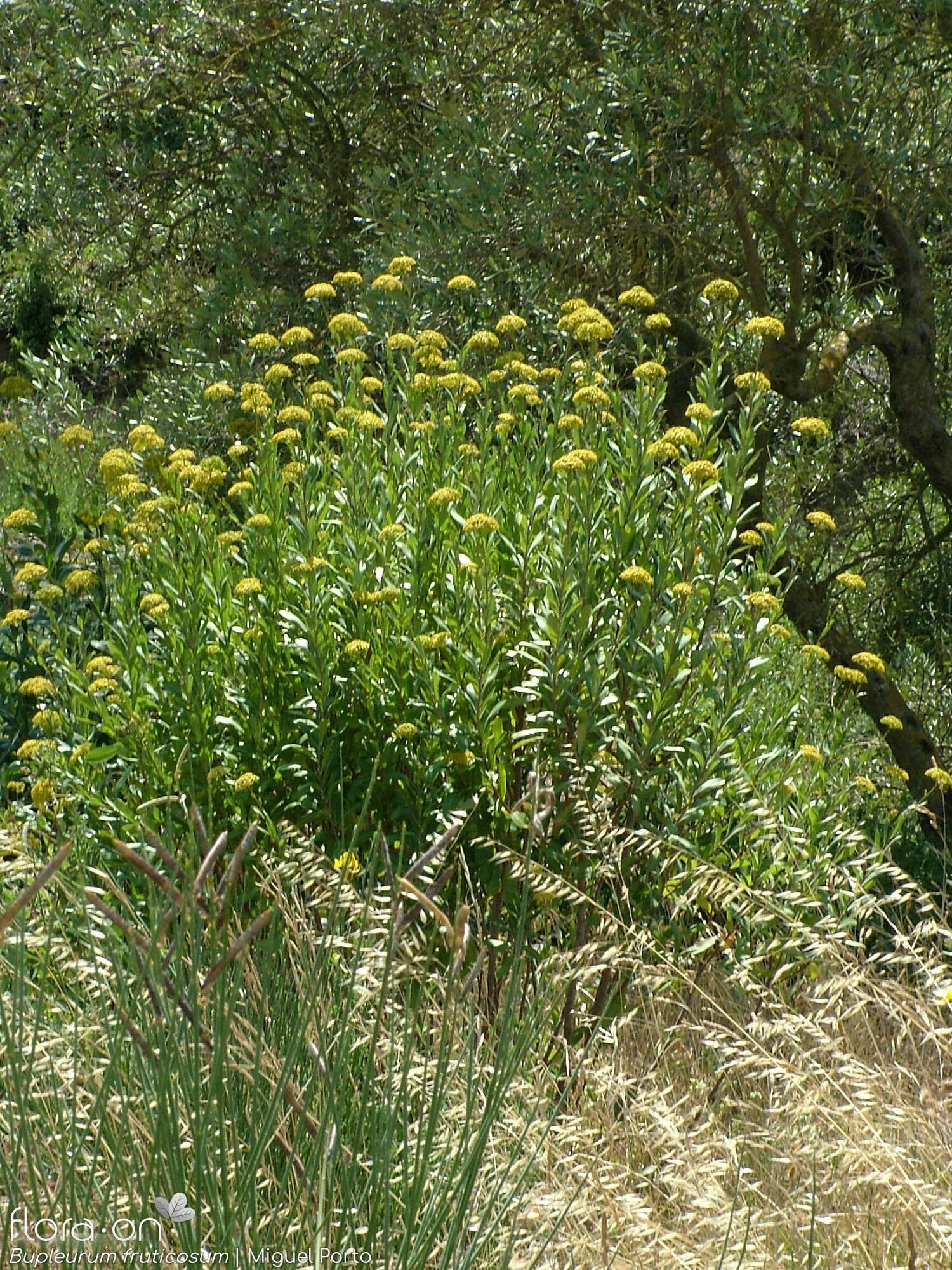 Bupleurum fruticosum - Hábito | Miguel Porto; CC BY-NC 4.0