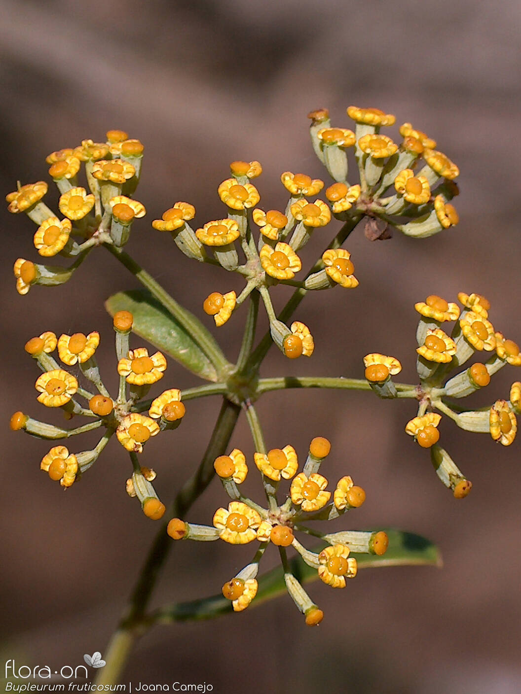 Bupleurum fruticosum - Flor (geral) | Joana Camejo; CC BY-NC 4.0
