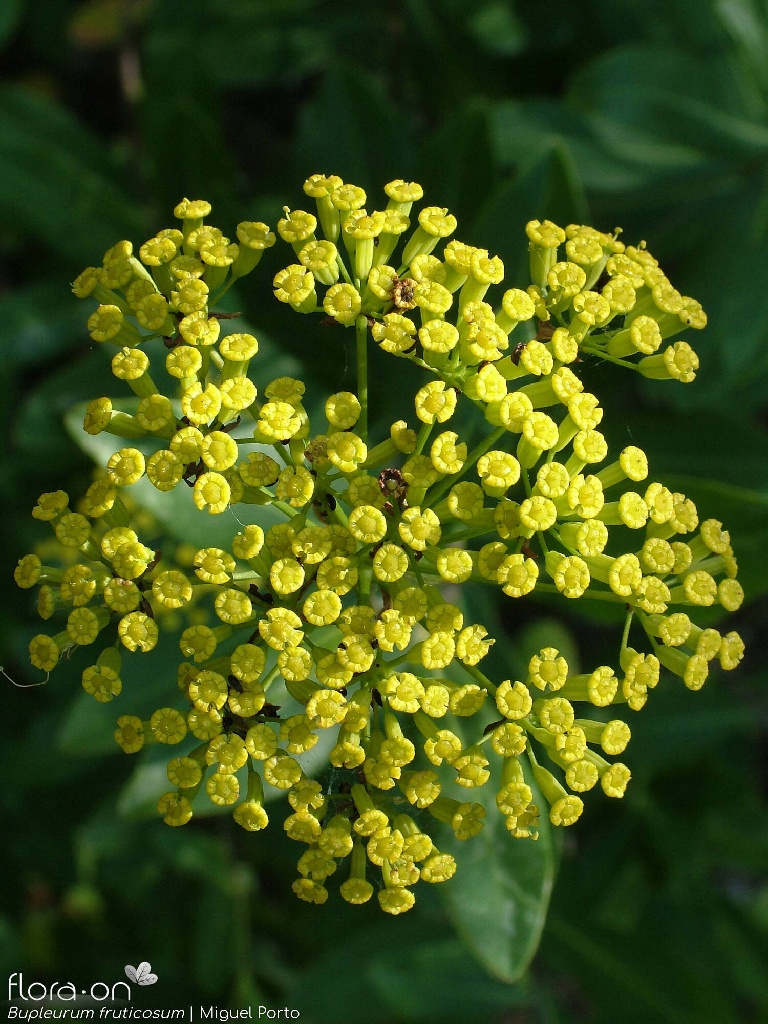 Bupleurum fruticosum - Flor (geral) | Miguel Porto; CC BY-NC 4.0