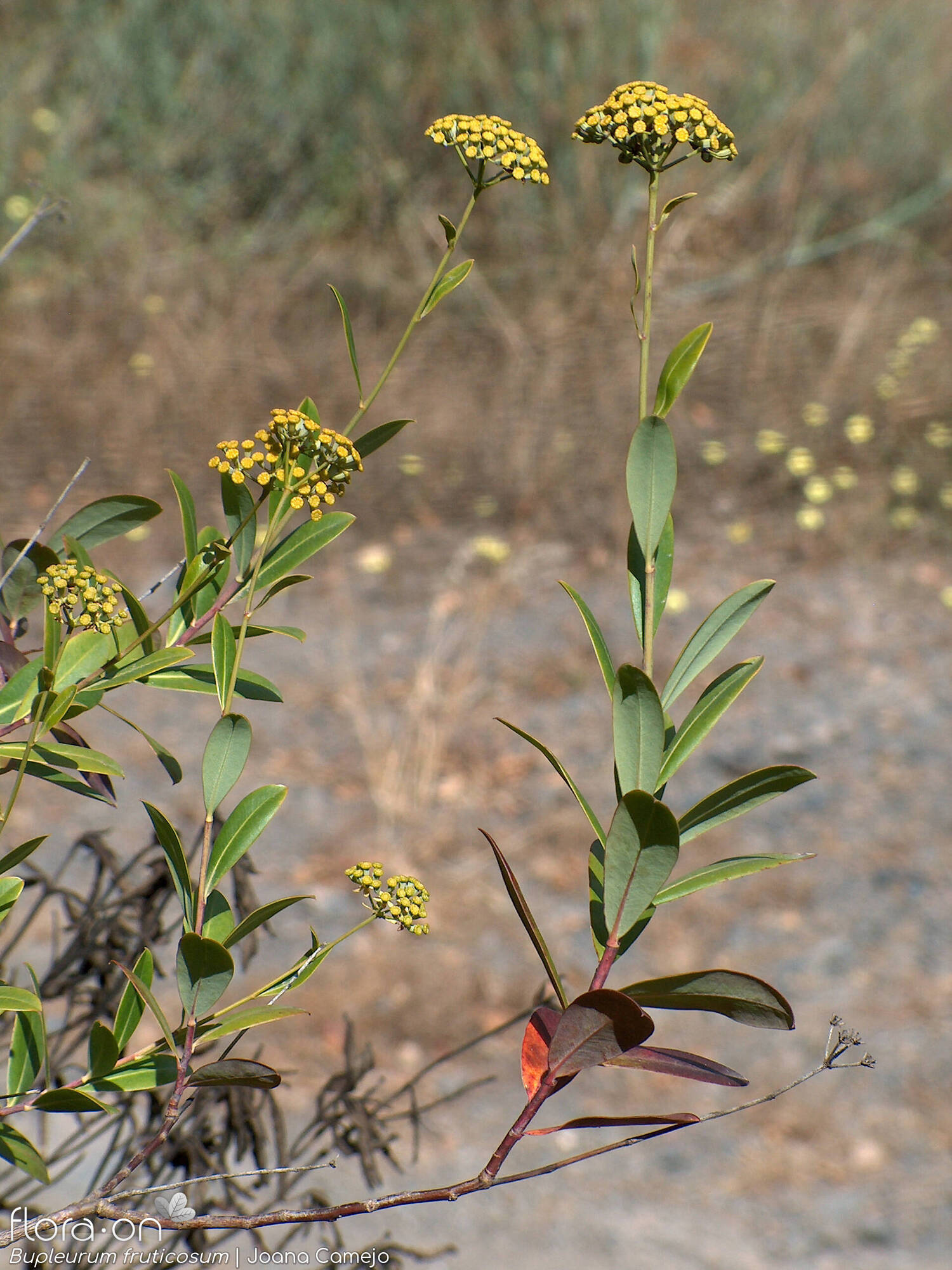 Bupleurum fruticosum - Ramo | Joana Camejo; CC BY-NC 4.0