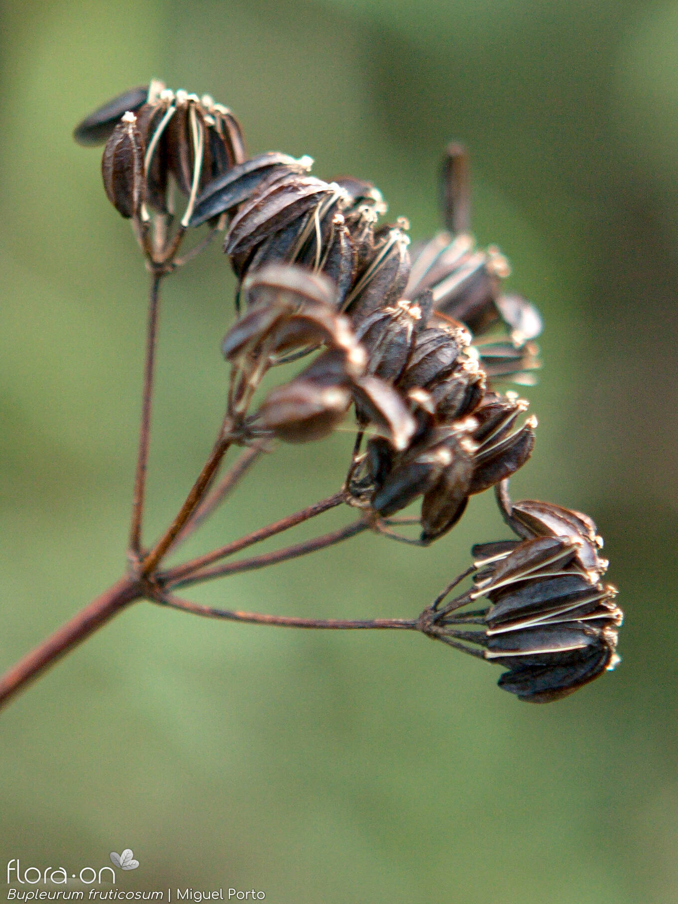 Bupleurum fruticosum - Fruto | Miguel Porto; CC BY-NC 4.0