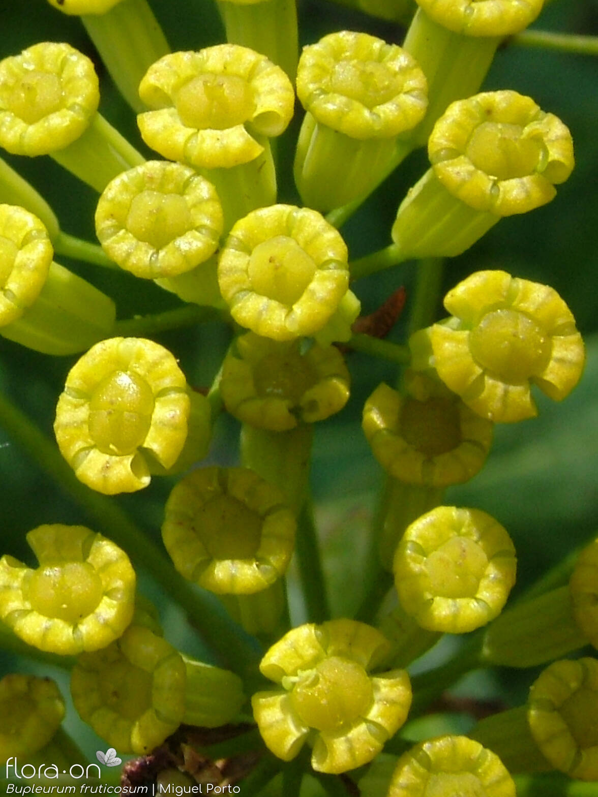 Bupleurum fruticosum - Flor (close-up) | Miguel Porto; CC BY-NC 4.0