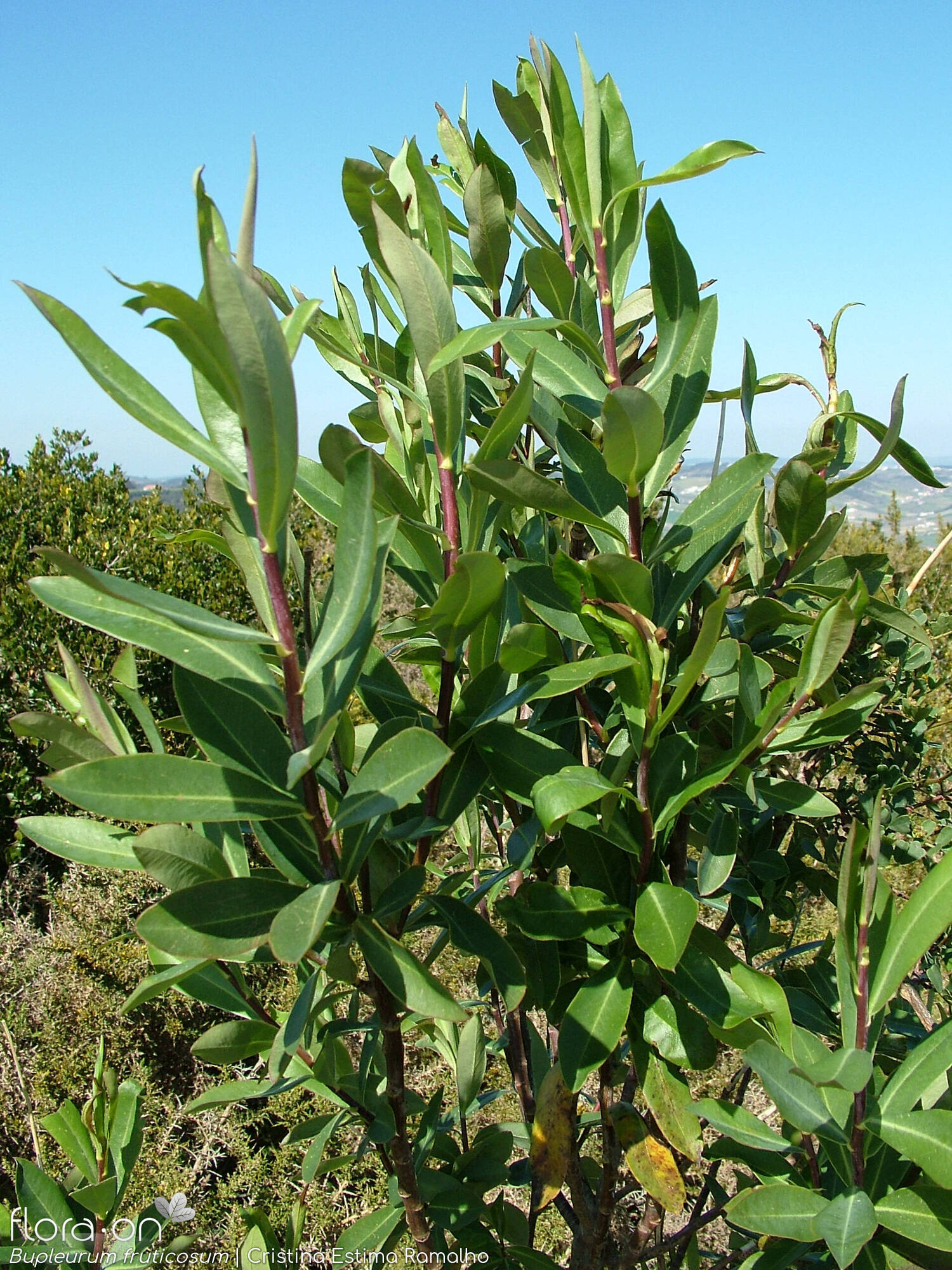 Bupleurum fruticosum - Ramo | Cristina Estima Ramalho; CC BY-NC 4.0