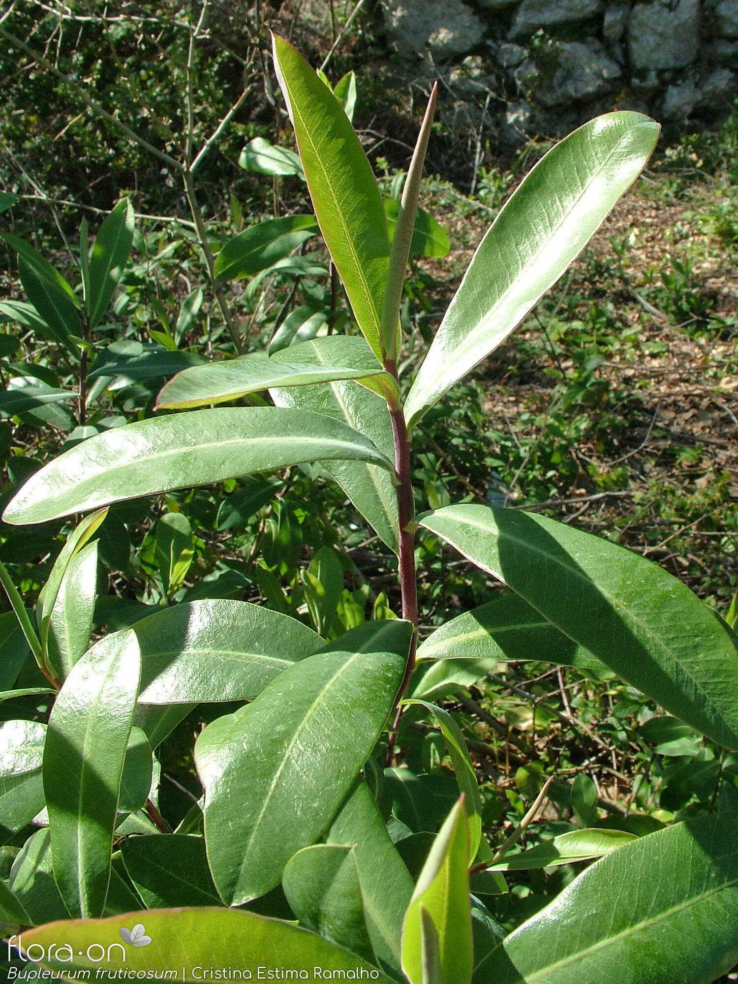 Bupleurum fruticosum - Folha | Cristina Estima Ramalho; CC BY-NC 4.0