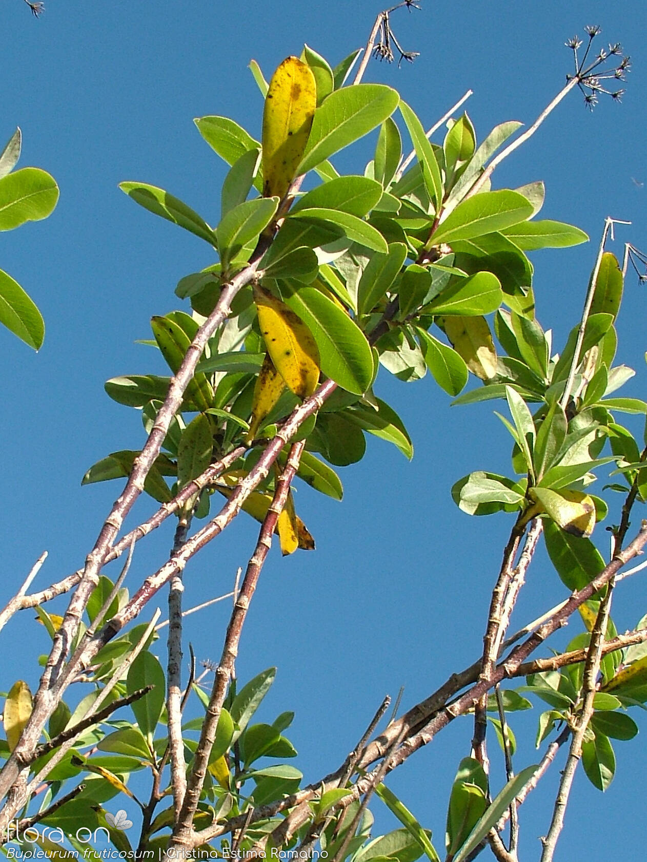 Bupleurum fruticosum - Ramo | Cristina Estima Ramalho; CC BY-NC 4.0