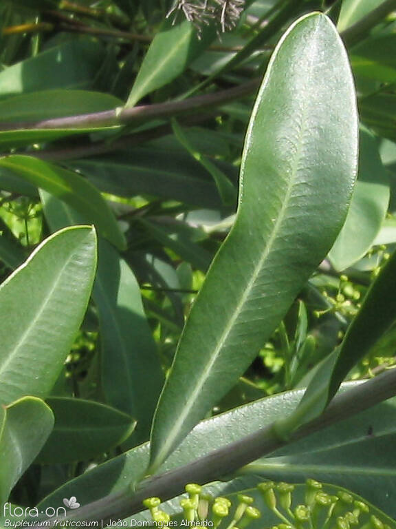 Bupleurum fruticosum - Folha | João Domingues Almeida; CC BY-NC 4.0