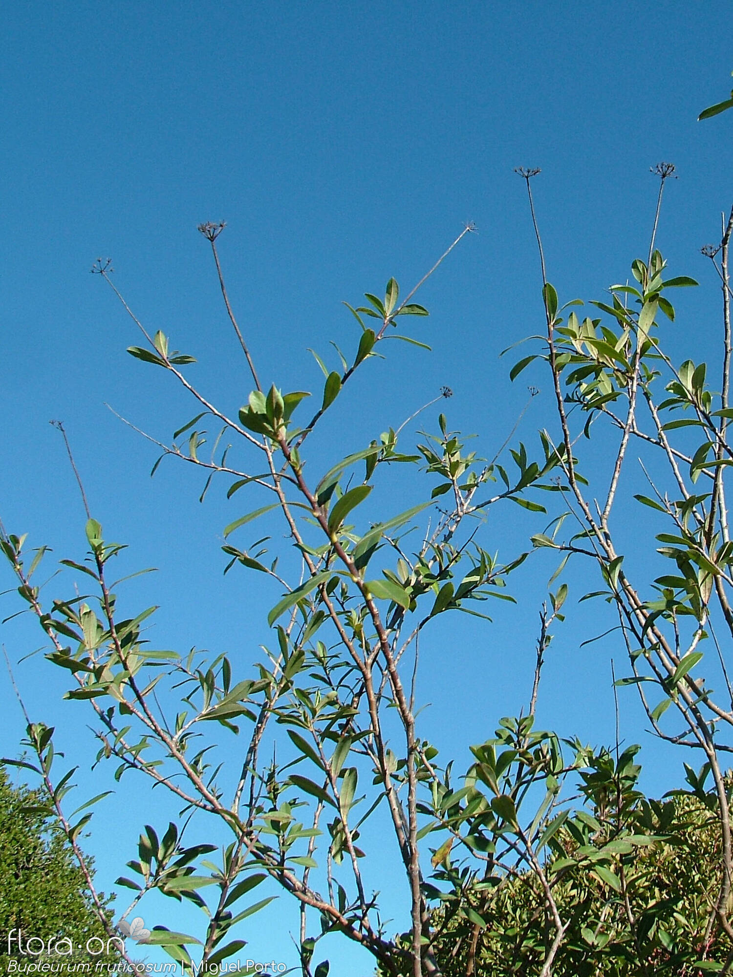 Bupleurum fruticosum - Hábito | Miguel Porto; CC BY-NC 4.0