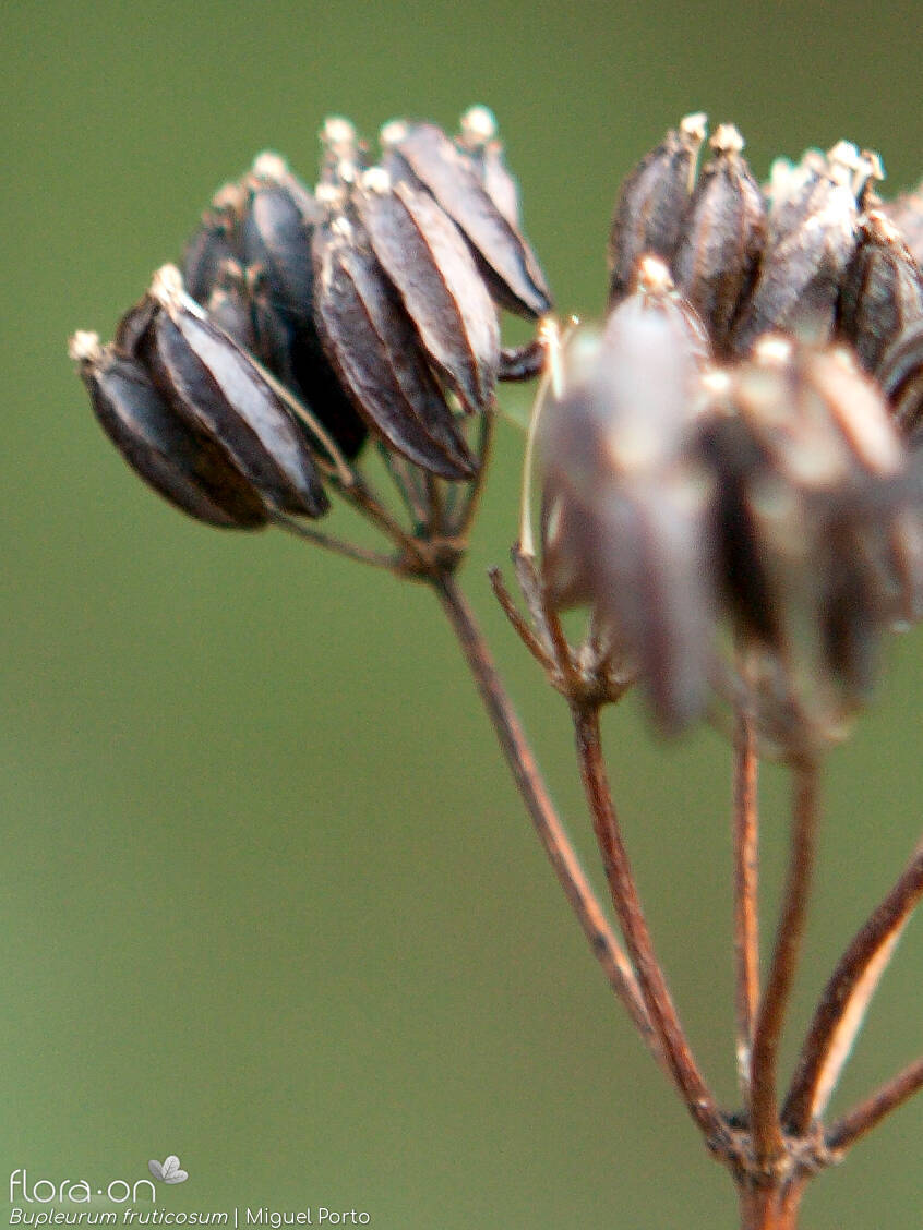 Bupleurum fruticosum - Fruto | Miguel Porto; CC BY-NC 4.0