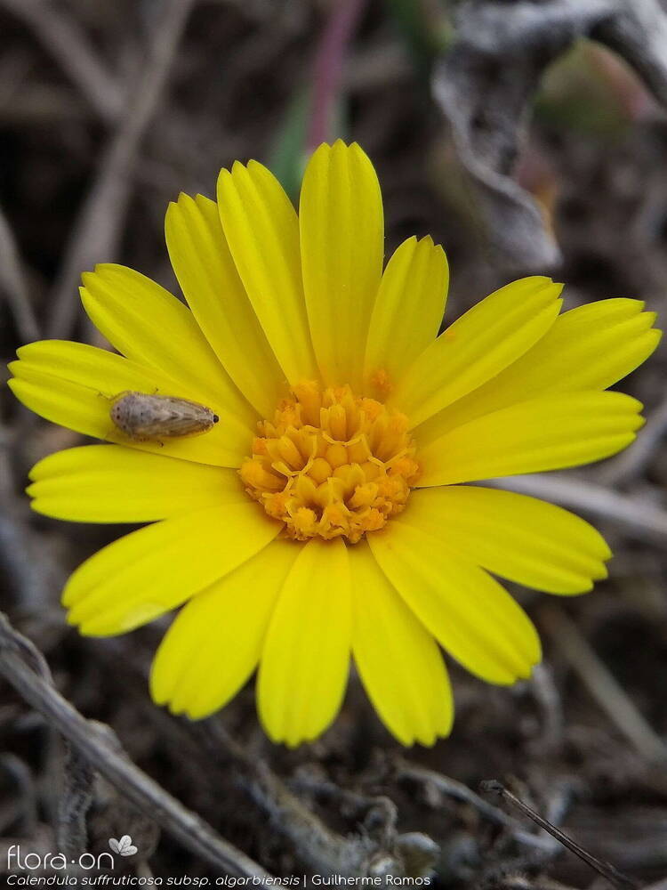 Calendula suffruticosa