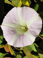 Calystegia sepium