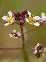Capsella bursa-pastoris