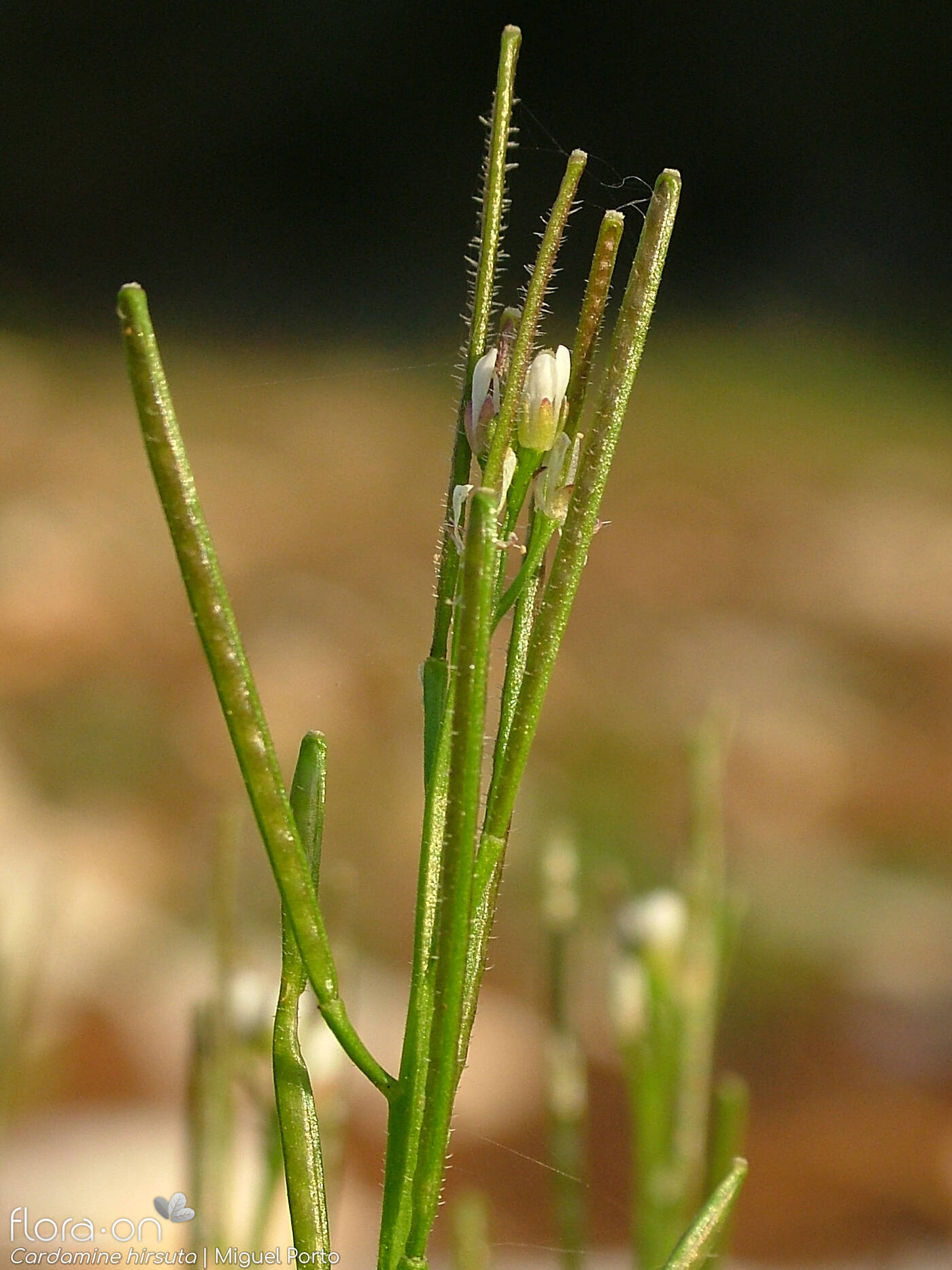 Cardamine hirsuta