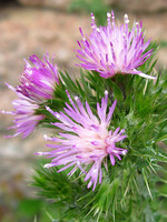 Carduus tenuiflorus