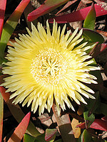 Carpobrotus edulis